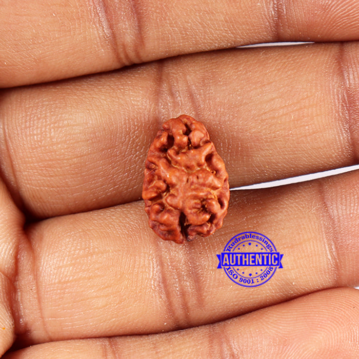2 Mukhi Rudraksha from Indonesia - Bead No. 186