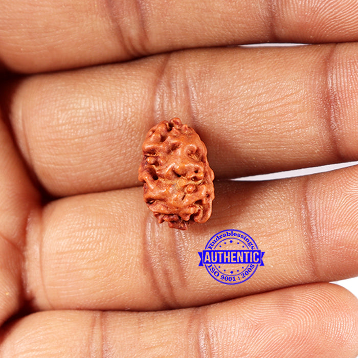 2 Mukhi Rudraksha from Indonesia - Bead No. 189