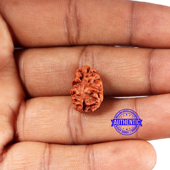 2 Mukhi Rudraksha from Indonesia - Bead No. 192