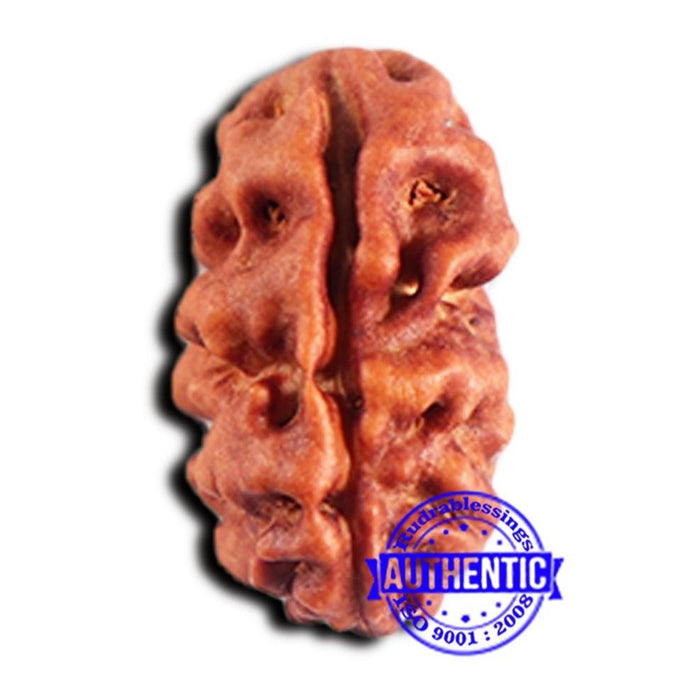 2 Mukhi Rudraksha from Indonesia - Bead No. 192