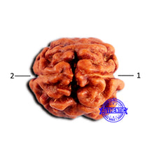 Load image into Gallery viewer, 2 Mukhi Rudraksha from Indonesia - Bead No.199
