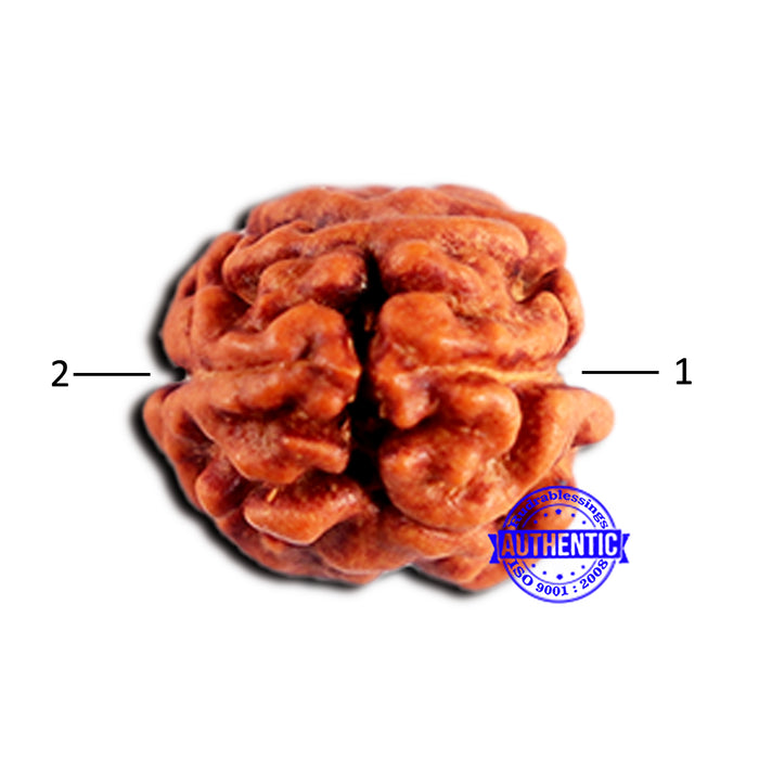 2 Mukhi Rudraksha from Indonesia - Bead No.199