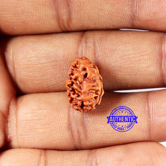 2 Mukhi Rudraksha from Indonesia - Bead No.199