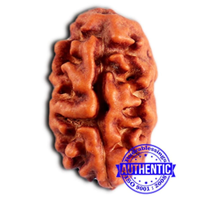 2 Mukhi Rudraksha from Indonesia - Bead No.199