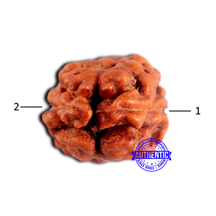 2 Mukhi Rudraksha from Indonesia - Bead No.201