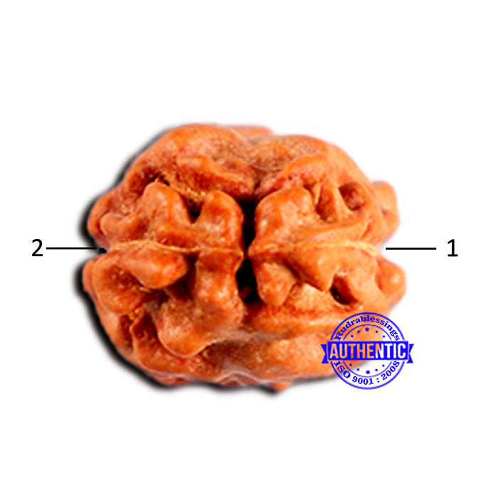 2 Mukhi Rudraksha from Indonesia - Bead No. 204