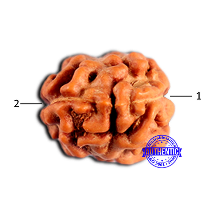 2 Mukhi Rudraksha from Indonesia - Bead No. 207