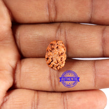 Load image into Gallery viewer, 2 Mukhi Rudraksha from Indonesia - Bead No. 207
