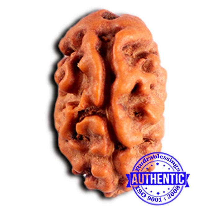 2 Mukhi Rudraksha from Indonesia - Bead No. 207