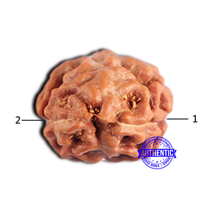 2 Mukhi Rudraksha from Indonesia - Bead No. 211