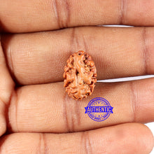 Load image into Gallery viewer, 2 Mukhi Rudraksha from Indonesia - Bead No. 211
