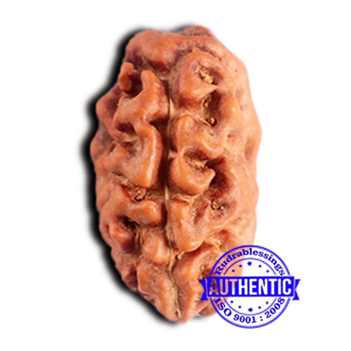 2 Mukhi Rudraksha from Indonesia - Bead No. 211