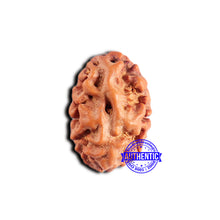 Load image into Gallery viewer, 2 Mukhi Rudraksha from Indonesia - Bead No. 211
