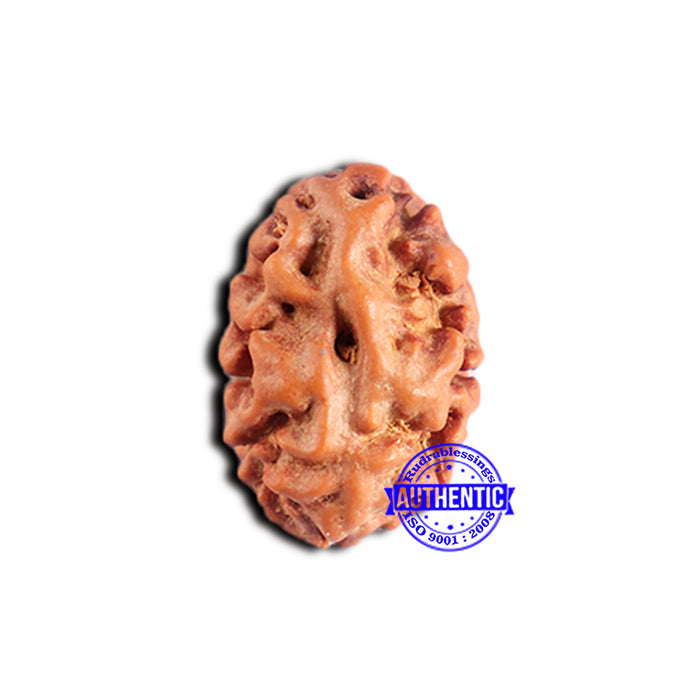 2 Mukhi Rudraksha from Indonesia - Bead No. 211