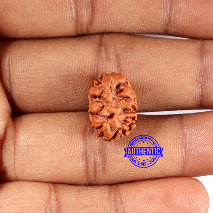 2 Mukhi Rudraksha from Indonesia - Bead No.212