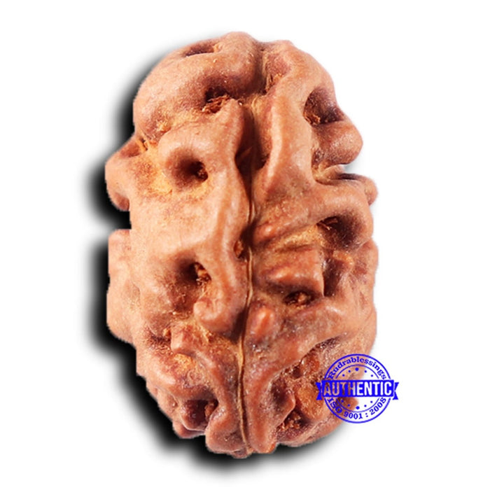 2 Mukhi Rudraksha from Indonesia - Bead No. 215