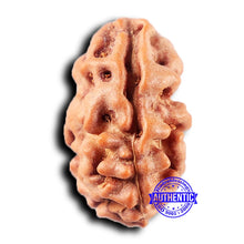 Load image into Gallery viewer, 2 Mukhi Rudraksha from Indonesia - Bead No. 216
