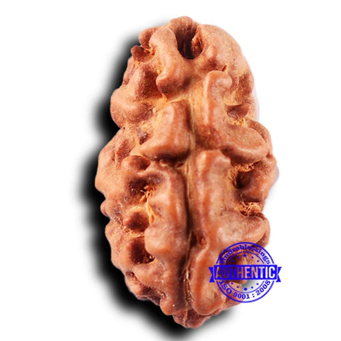 2 Mukhi Rudraksha from Indonesia - Bead No. 223