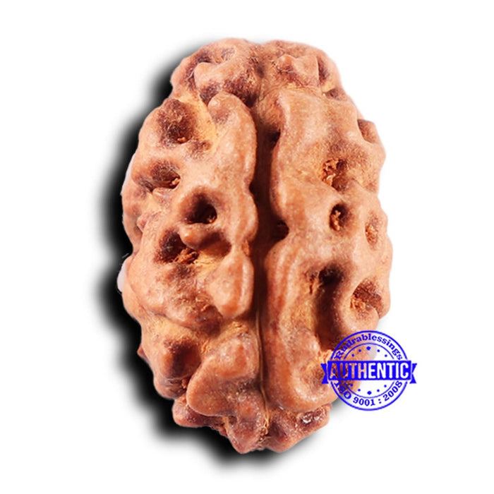 2 Mukhi Rudraksha from Indonesia - Bead No. 227