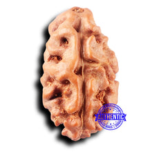 Load image into Gallery viewer, 2 Mukhi Rudraksha from Indonesia - Bead No. 230
