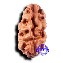 Load image into Gallery viewer, 2 Mukhi Rudraksha from Indonesia - Bead No. 234
