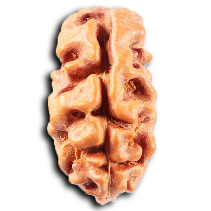 2 Mukhi Rudraksha from Indonesia - Bead No. 248