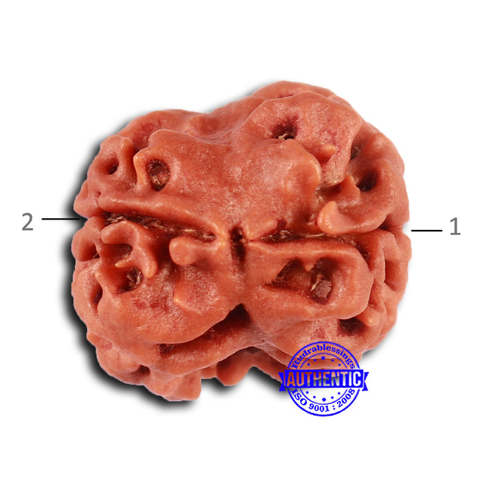 2 Mukhi Rudraksha from Nepal - Bead No. 145