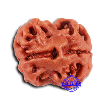Load image into Gallery viewer, 2 Mukhi Rudraksha from Nepal - Bead No. 145
