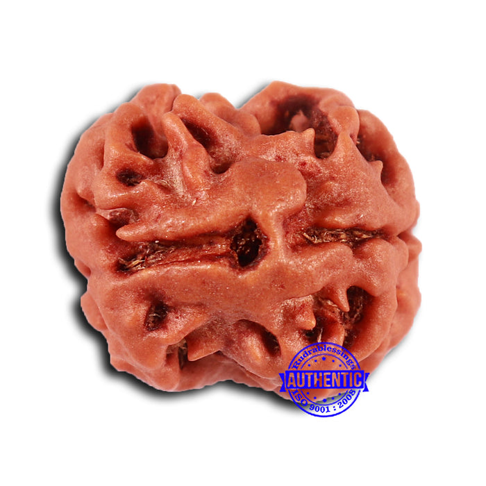 2 Mukhi Rudraksha from Nepal - Bead No. 145