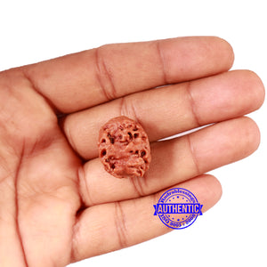 2 Mukhi Rudraksha from Nepal - Bead No. 145