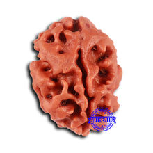 Load image into Gallery viewer, 2 Mukhi Rudraksha from Nepal - Bead No. 145
