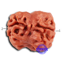 Load image into Gallery viewer, 2 Mukhi Rudraksha from Nepal - Bead No. 147
