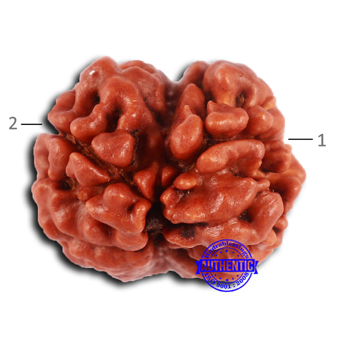 2 Mukhi Rudraksha from Nepal - Bead No. 148