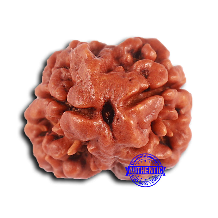 2 Mukhi Rudraksha from Nepal - Bead No. 148