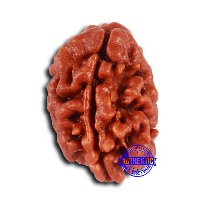 2 Mukhi Rudraksha from Nepal - Bead No. 148