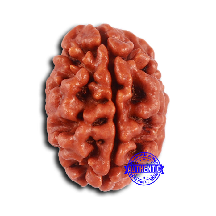 2 Mukhi Rudraksha from Nepal - Bead No. 148