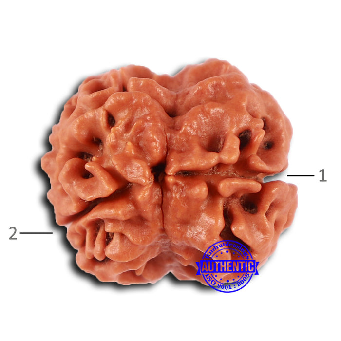 2 Mukhi Rudraksha from Nepal - Bead No. 149