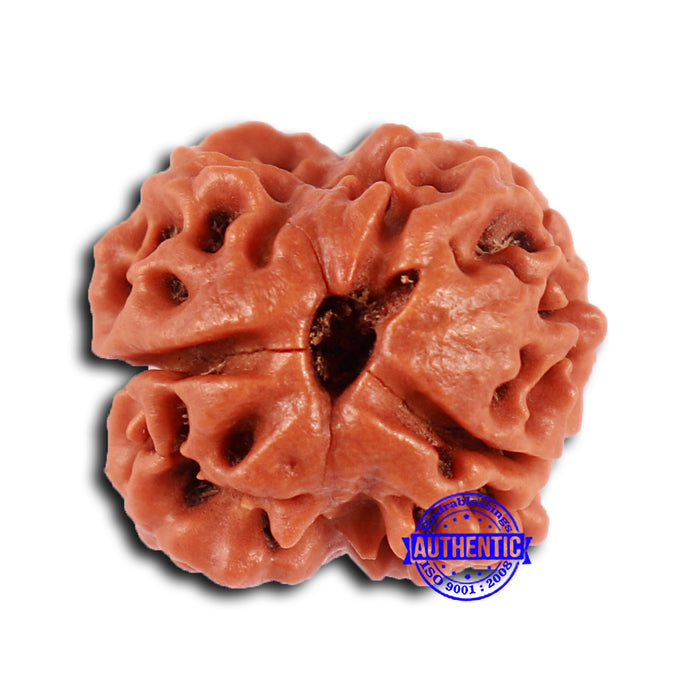 2 Mukhi Rudraksha from Nepal - Bead No. 149