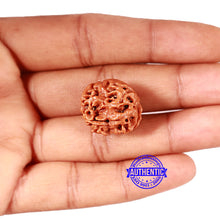 Load image into Gallery viewer, 2 Mukhi Rudraksha from Nepal - Bead No. 149
