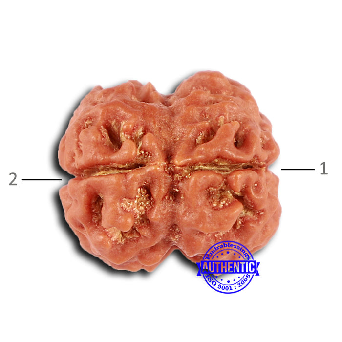 2 Mukhi Rudraksha from Nepal - Bead No. 150