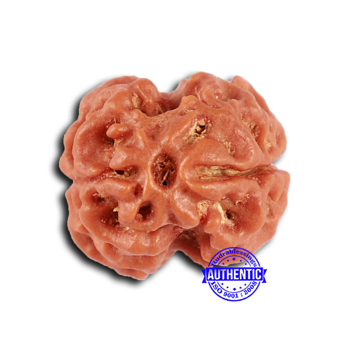 2 Mukhi Rudraksha from Nepal - Bead No. 150