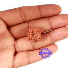 Load image into Gallery viewer, 2 Mukhi Rudraksha from Nepal - Bead No. 150
