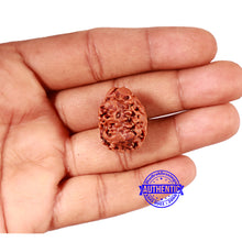 Load image into Gallery viewer, 2 Mukhi Rudraksha from Nepal - Bead No. 146
