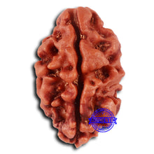 Load image into Gallery viewer, 2 Mukhi Rudraksha from Nepal - Bead No. 146
