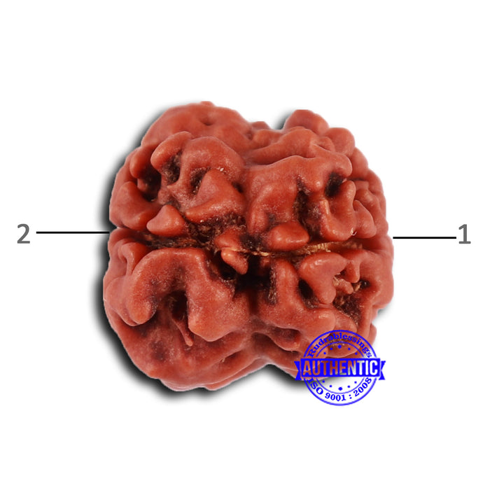 2 Mukhi Rudraksha from Nepal - Bead No. 151