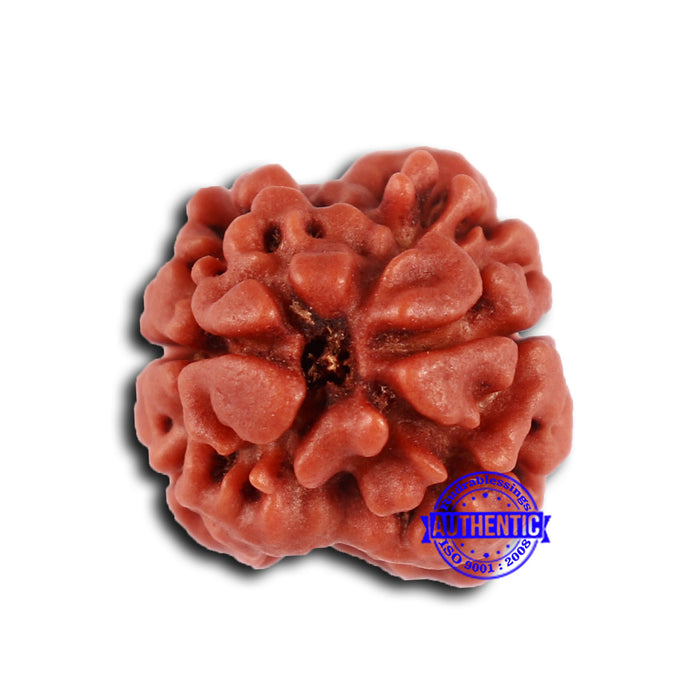 2 Mukhi Rudraksha from Nepal - Bead No. 151