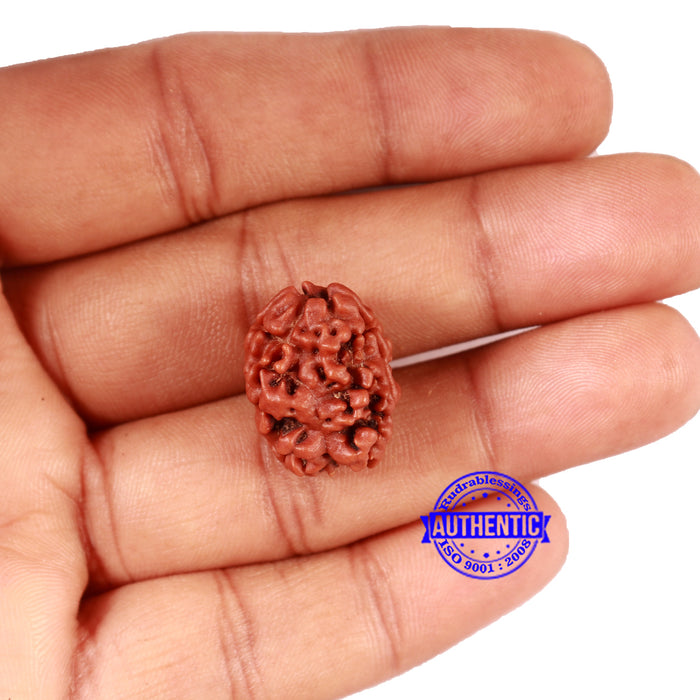 2 Mukhi Rudraksha from Nepal - Bead No. 151