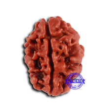 Load image into Gallery viewer, 2 Mukhi Rudraksha from Nepal - Bead No. 151
