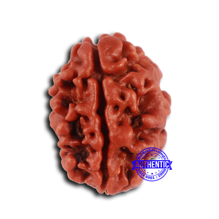 2 Mukhi Rudraksha from Nepal - Bead No. 151