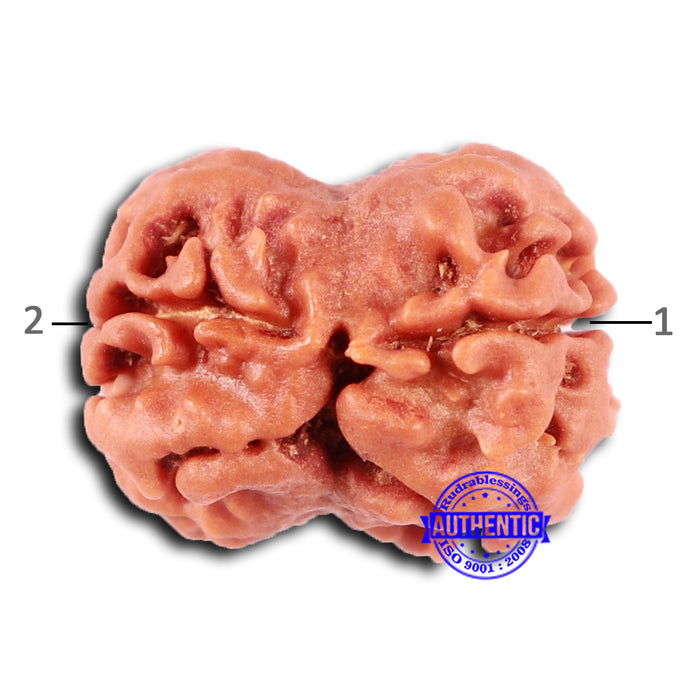 2 Mukhi Rudraksha from Nepal - Bead No. 152
